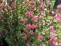 Garland Flower / Clarkia elegans